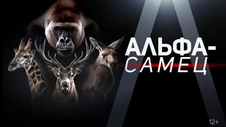 Альфа-самец